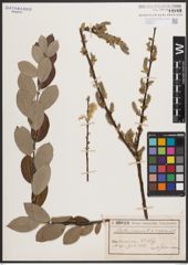 Foto von Salix caprea L. x Salix repens L.
